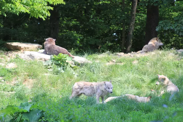 Wildpark Bad Mergentheim | Foto: Ralf Röser