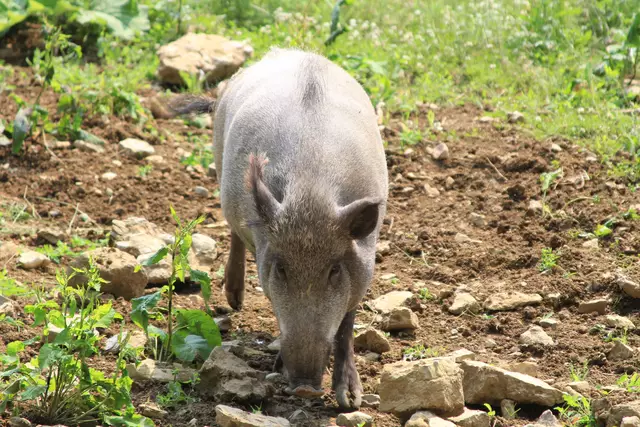 Wildpark Bad Mergentheim | Foto: Ralf Röser