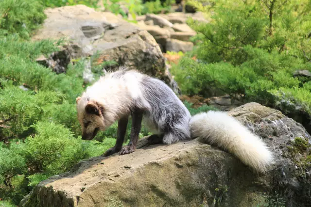 Wildpark Bad Mergentheim | Foto: Ralf Röser