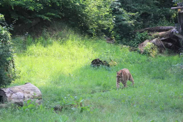 Wildpark Bad Mergentheim | Foto: Ralf Röser