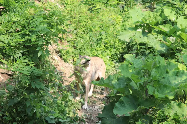 Wildpark Bad Mergentheim | Foto: Ralf Röser