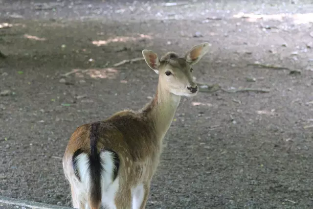 Wildpark Bad Mergentheim | Foto: Ralf Röser