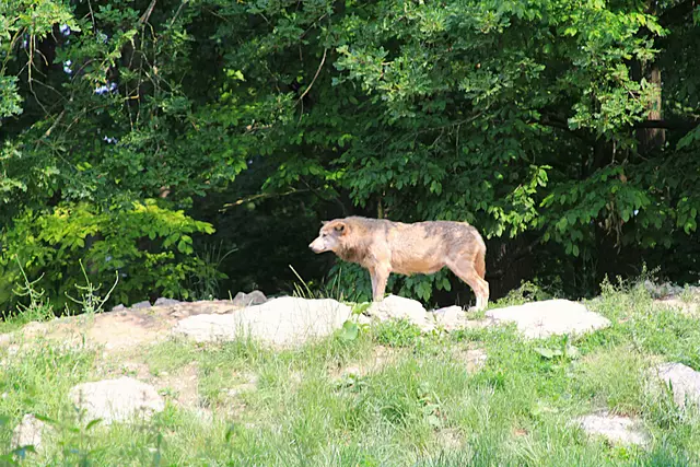 Wildpark Bad Mergentheim | Foto: Ralf Röser