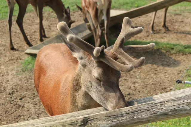 Wildpark Bad Mergentheim | Foto: Ralf Röser