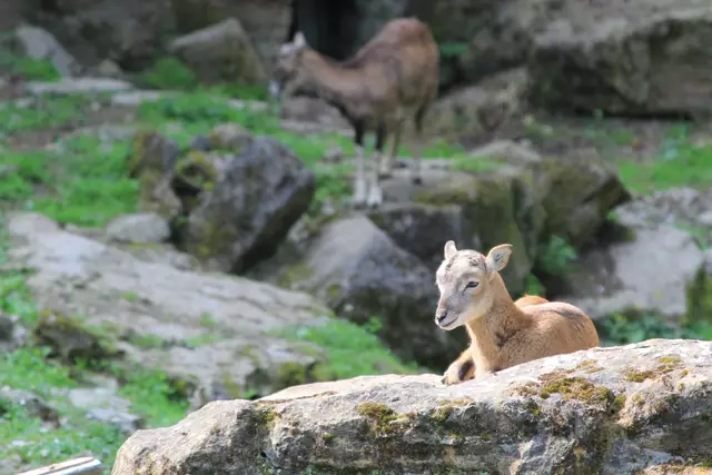 Wildpark Bad Mergentheim | Foto: Ralf Röser