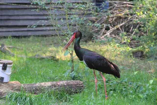 Wildpark Bad Mergentheim | Foto: Ralf Röser