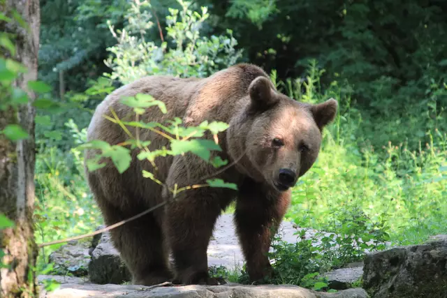 Wildpark Bad Mergentheim | Foto: Ralf Röser