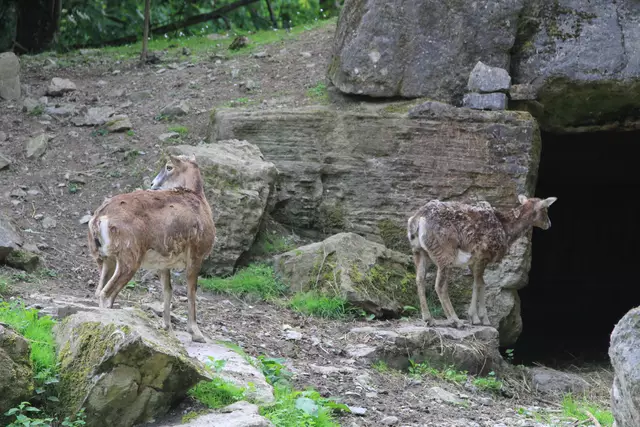 Wildpark Bad Mergentheim | Foto: Ralf Röser