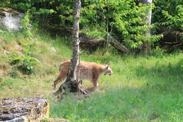 Wildpark Bad Mergentheim | Foto: Ralf Röser