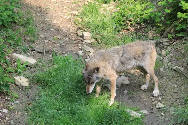 Wildpark Bad Mergentheim | Foto: Ralf Röser