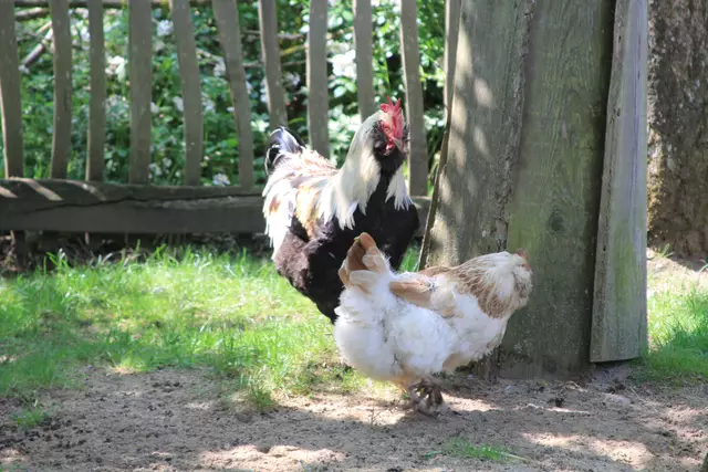 Wildpark Bad Mergentheim | Foto: Ralf Röser