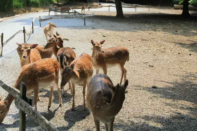 Wildpark Bad Mergentheim | Foto: Ralf Röser