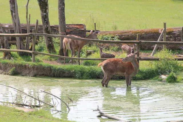 Wildpark Bad Mergentheim | Foto: Ralf Röser