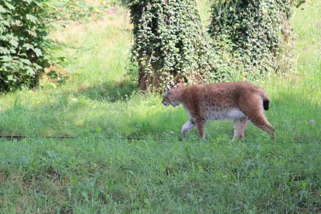 Wildpark Bad Mergentheim | Foto: Ralf Röser