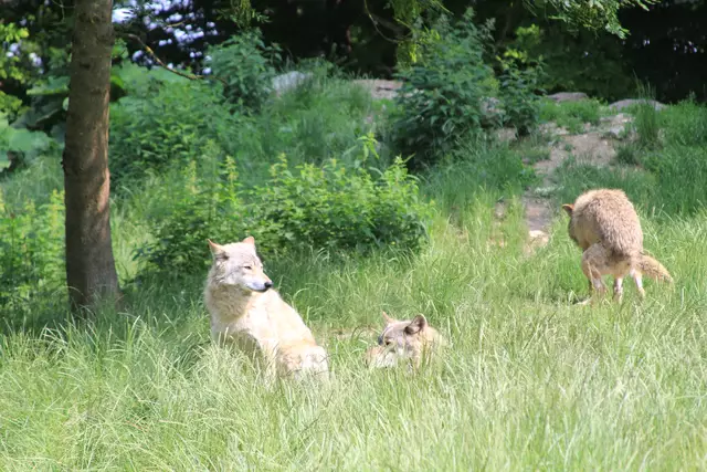 Wildpark Bad Mergentheim | Foto: Ralf Röser