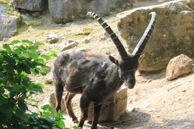 Wildpark Bad Mergentheim | Foto: Ralf Röser