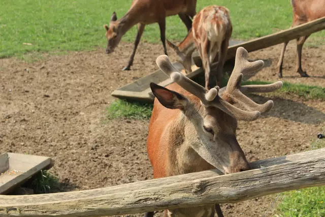 Wildpark Bad Mergentheim | Foto: Ralf Röser