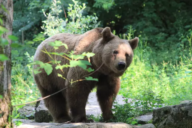 Wildpark Bad Mergentheim | Foto: Ralf Röser