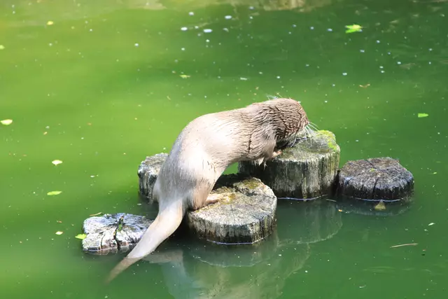Wildpark Bad Mergentheim | Foto: Ralf Röser