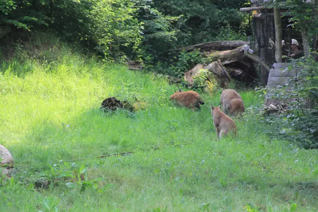 Wildpark Bad Mergentheim | Foto: Ralf Röser