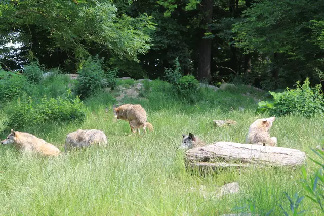 Wildpark Bad Mergentheim | Foto: Ralf Röser