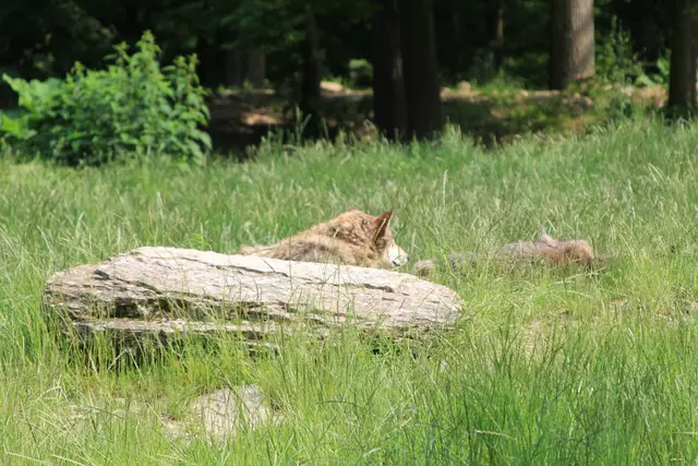 Wildpark Bad Mergentheim | Foto: Ralf Röser