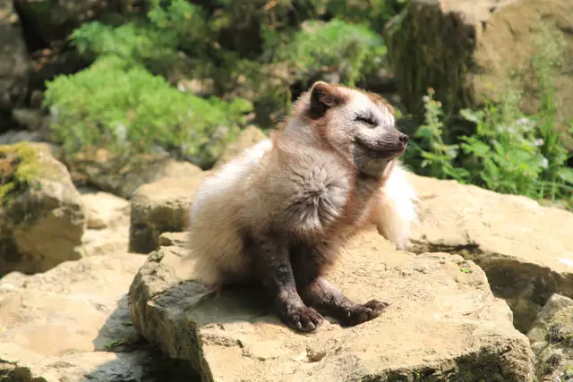 Wildpark Bad Mergentheim | Foto: Ralf Röser