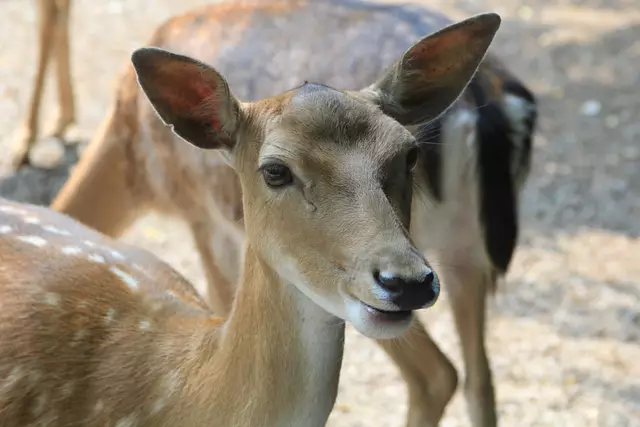 Wildpark Bad Mergentheim | Foto: Ralf Röser