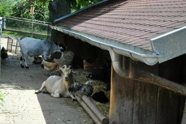 Hier tummeln sich alle möglichen Tiere zusammen im Stall. | Foto: Daniela Somers