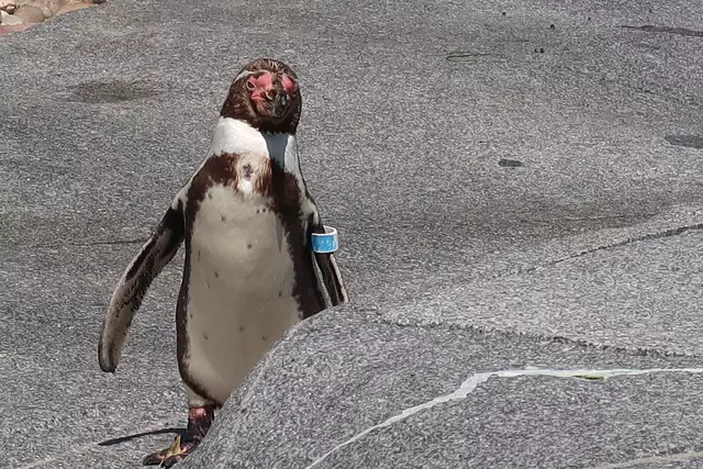 Foto: Eduard Warenik