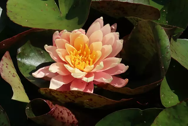 Foto: Eduard Warenik