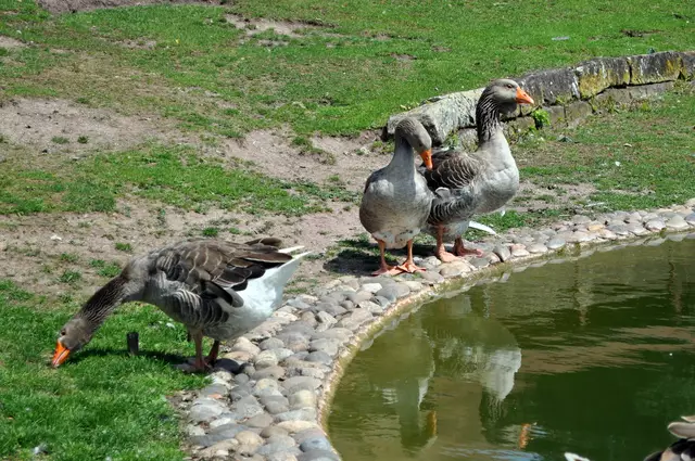 Die Tiere haben einen schönen kleinen Teich in dem auch Fische schwimmen. | Foto: Daniela Somers