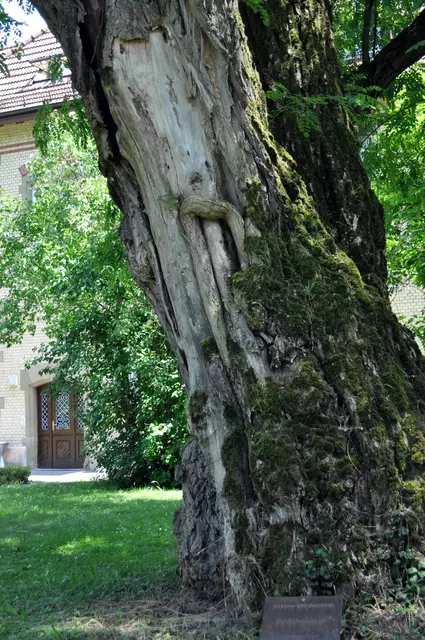Wunderschöne alte Bäume gibts im Park. Hier der Stamm einer Robinie. | Foto: Daniela Somers