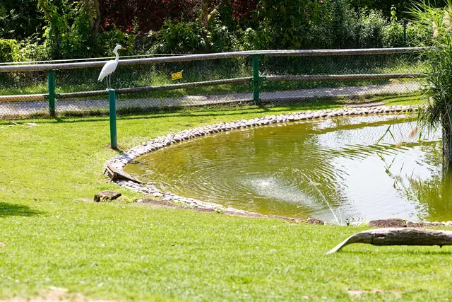 Der arme Reiher ist mit Kabelbindern angebunden!!! | Foto: WKY