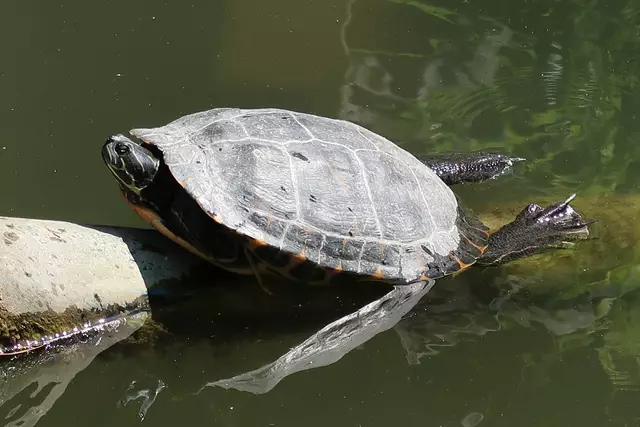 Foto: Eduard Warenik