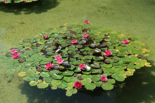 Foto: Eduard Warenik