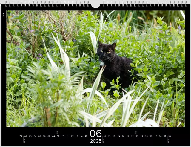 In seinem Dschungel | Foto: WKY