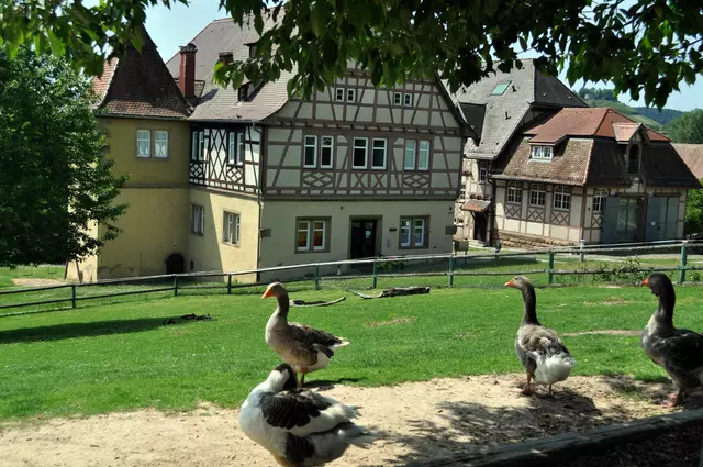 Die Tiere werden gut gefüttert und unsere mitgebrachten Mohrrüben waren nicht besonders gefragt. | Foto: Daniela Somers