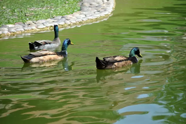 Mal eine Wellness-Schwimmrunde für die Laufenten. | Foto: Daniela Somers