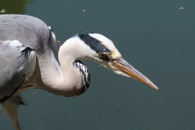 Foto: Eduard Warenik