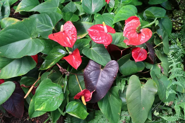 Foto: Eduard Warenik