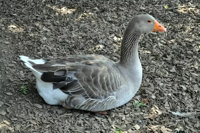 Für eine Mohrrübe steht die Gans hier nicht auf. | Foto: Daniela Somers