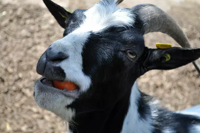 Da hat die Ziege das Maul ganz schön voll genommen. | Foto: Daniela Somers