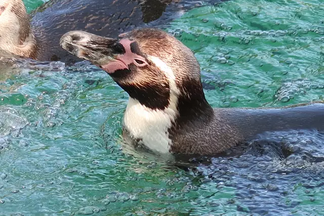 Foto: Eduard Warenik