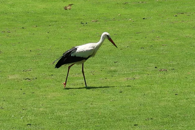 Foto: Eduard Warenik