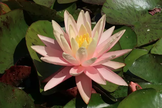 Foto: Eduard Warenik