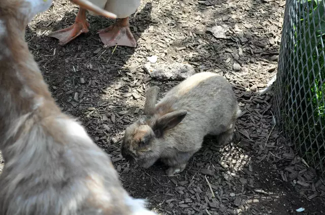 Das kleine Kaninchen läuft munter zwischen Ziegen und Gänsen herum. | Foto: Daniela Somers