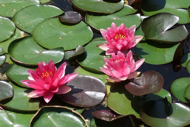 Foto: Eduard Warenik