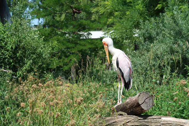 Foto: Eduard Warenik