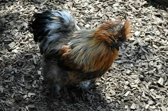 Ein ulkiges Huhn. | Foto: Daniela Somers